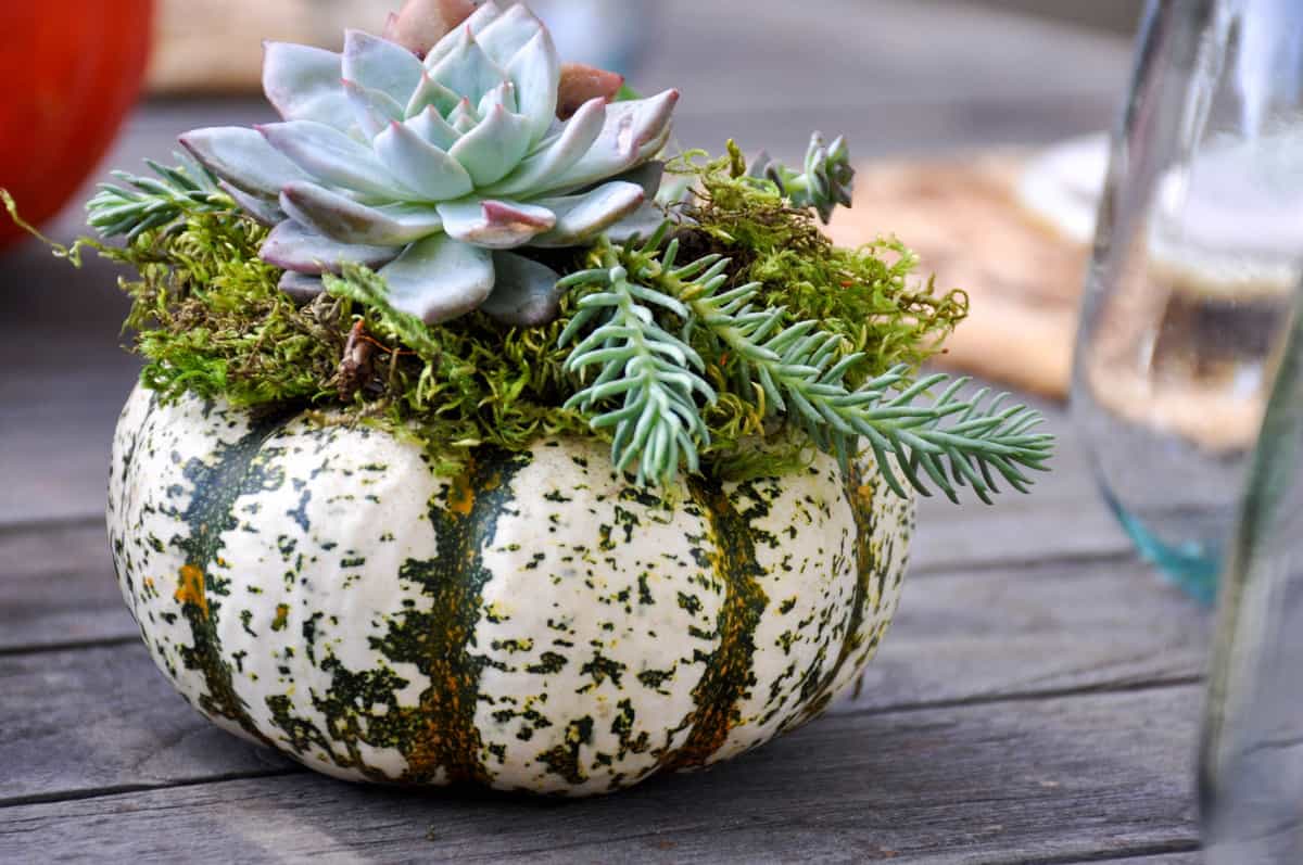 Succulent Pumpkin Centerpiece Tutorial California Grown