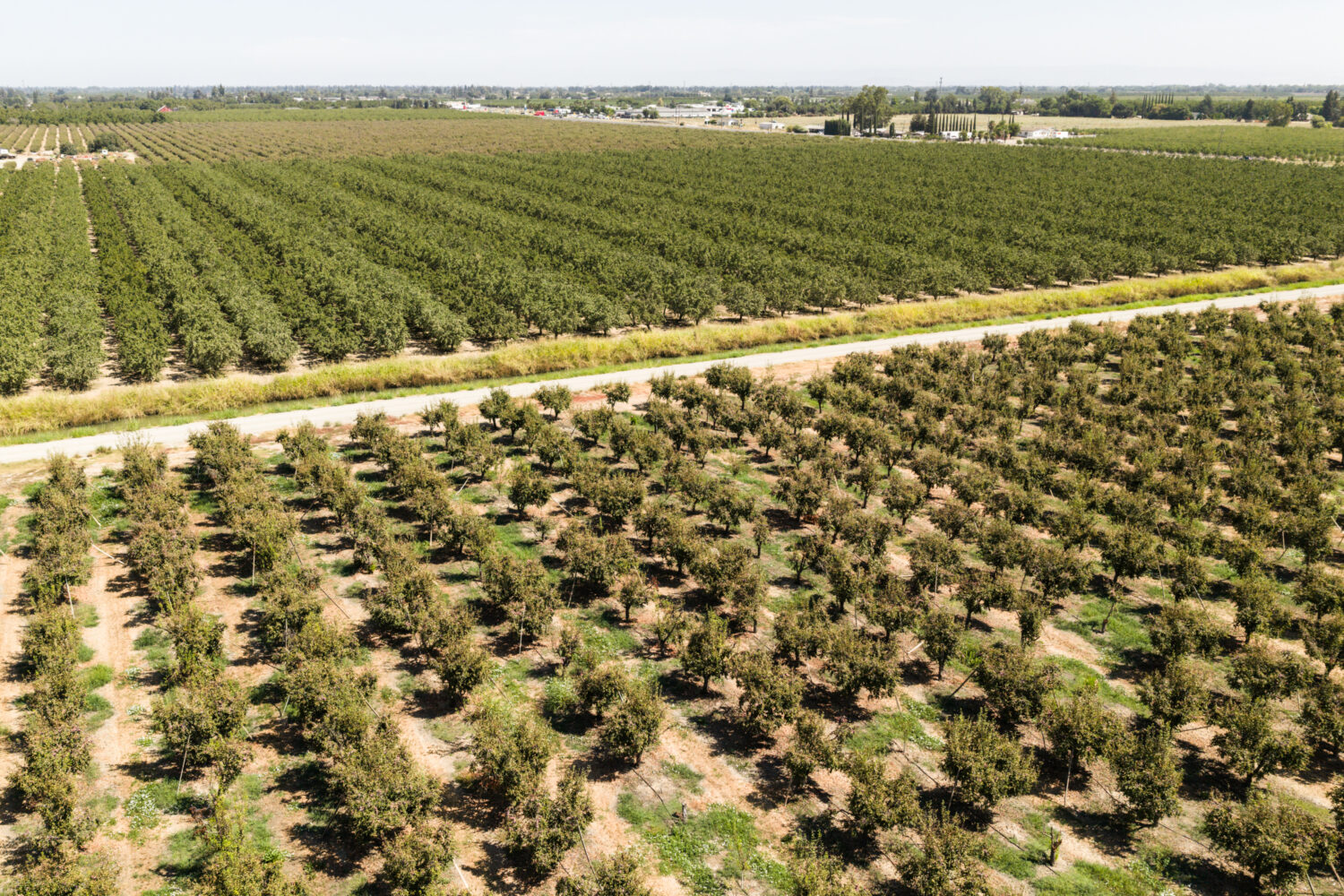 aerial view of Manseena Orchards