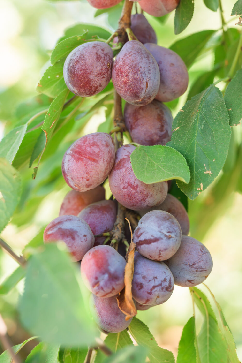 prunes growing at Manseena Orchards