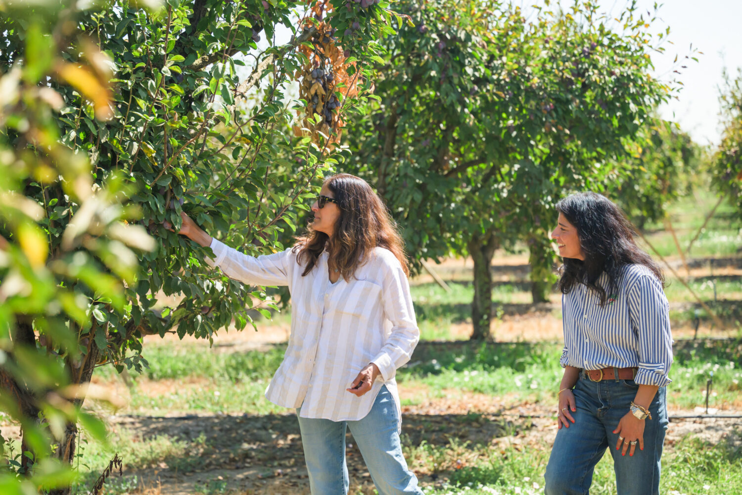 Manpreet and Sureena checking the prune plum trees at Manseena Orchards