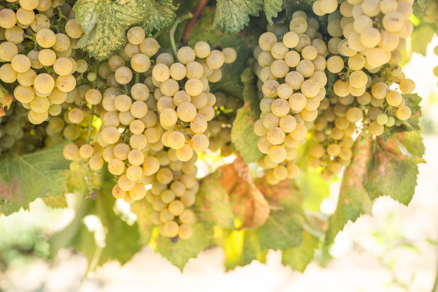 
Chardonnay winegrapes on vine