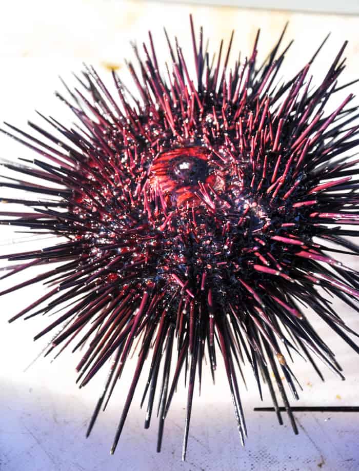 Santa Barbara Sea Urchin Stroll - California Grown