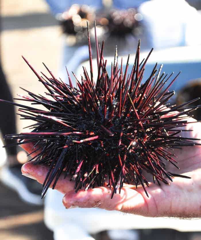 Santa Barbara Sea Urchin Stroll