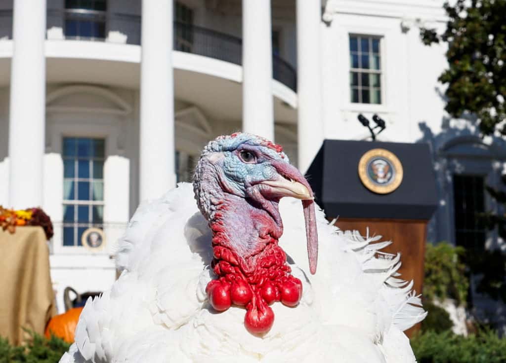 Presidential Turkey Pardon. Image courtesy of Reuters.