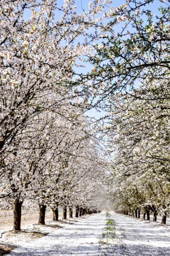 white flowers leave a snow like blanket on the ground at fresno county blossom trail