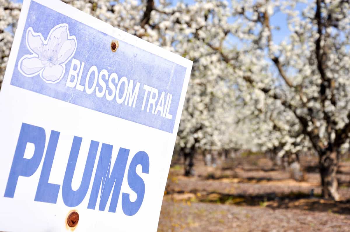 Blossom trail