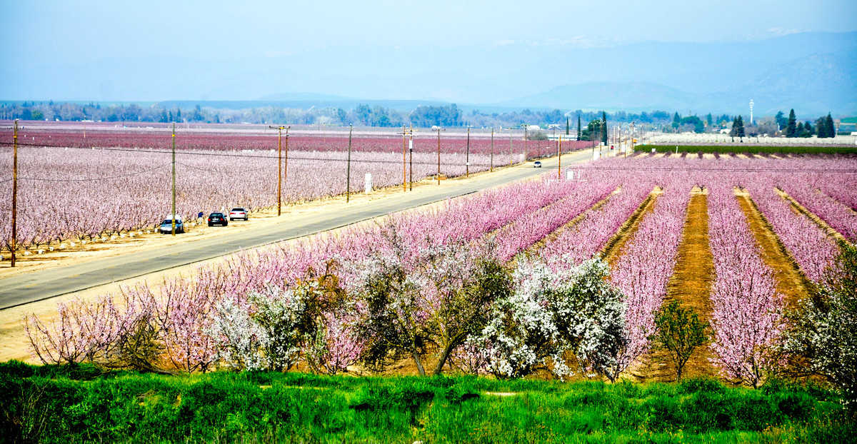 California Blossom Trail California Grown