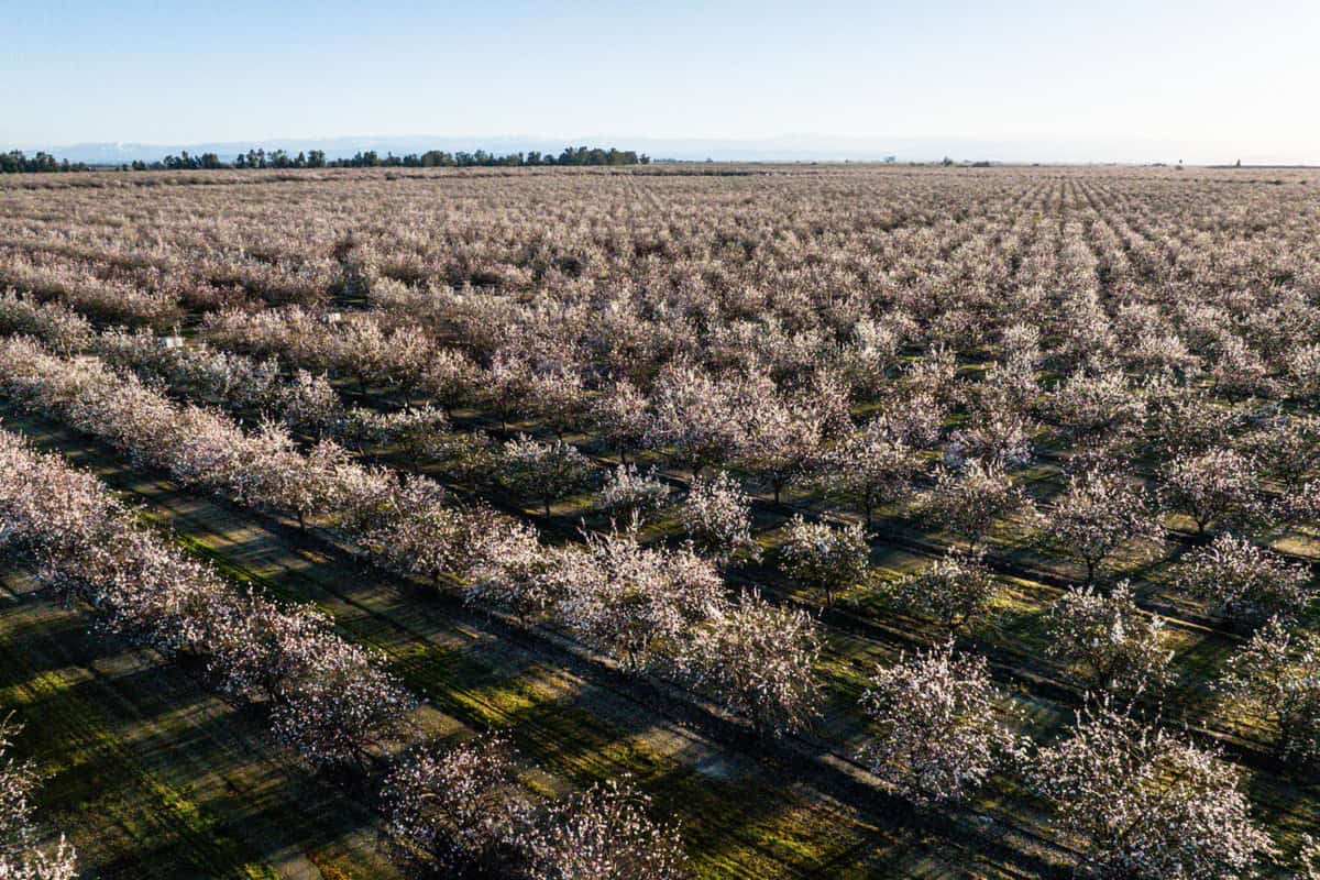 fruit and nut trees in bloom at fresno countys blossom trail