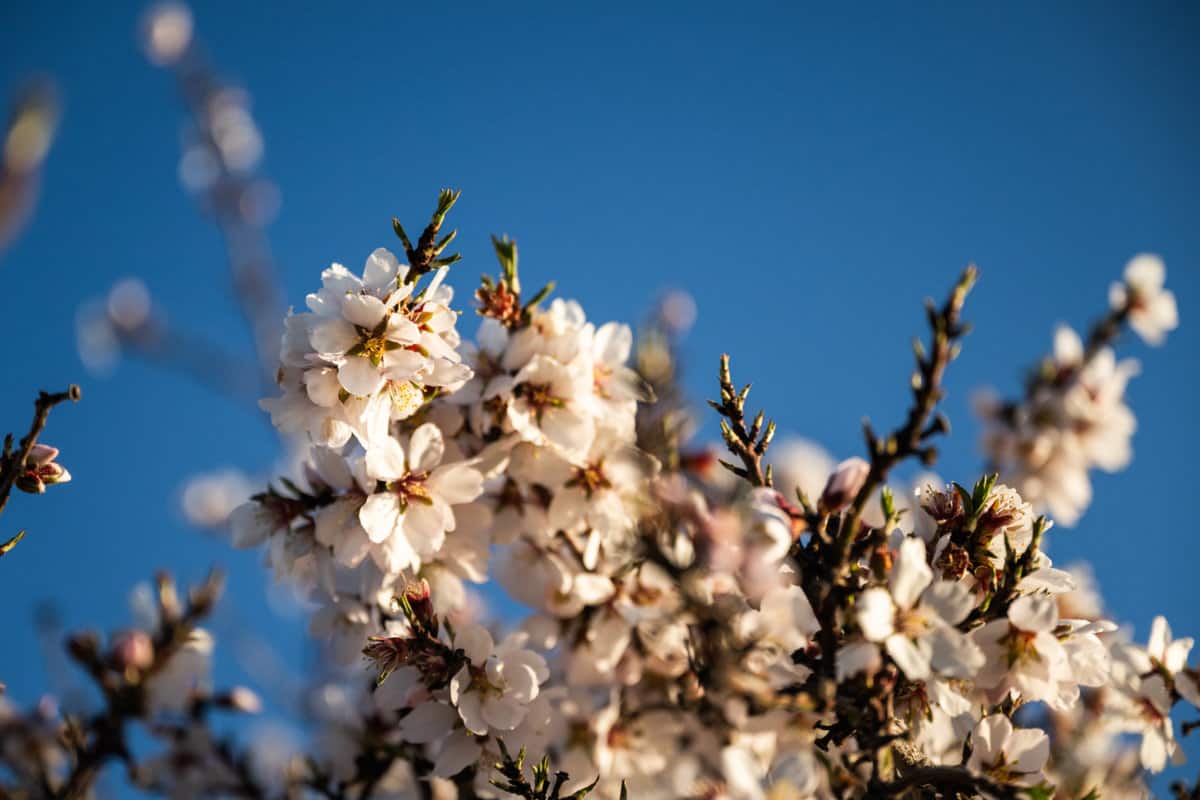 almond blossoms can be seen at fresno county's blossom trail 