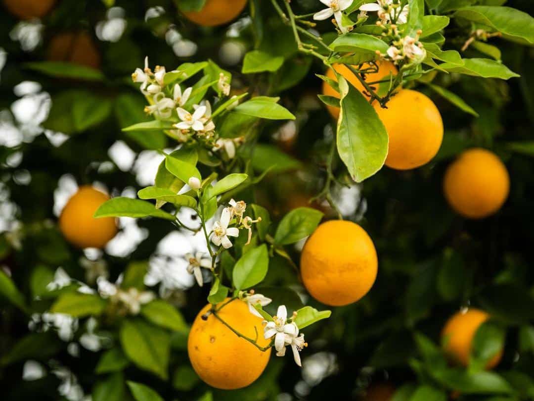citrus flowers and fruit on a tree