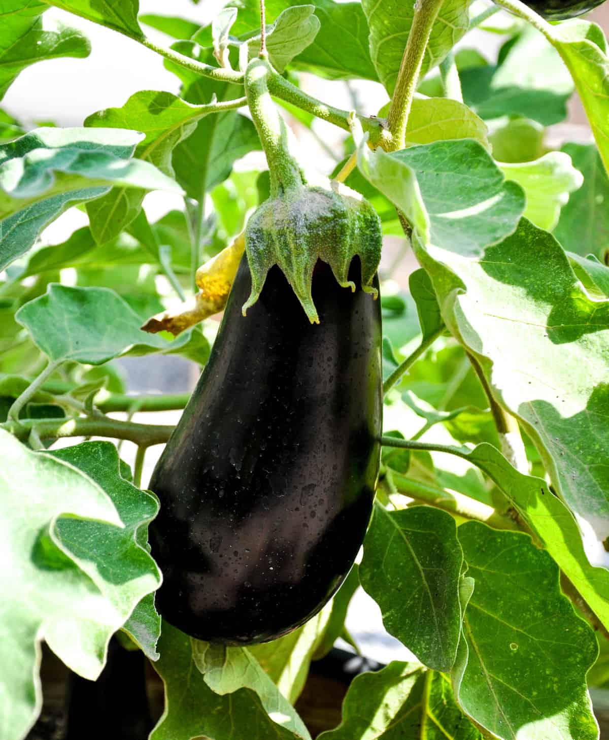 Eggplant on a plant