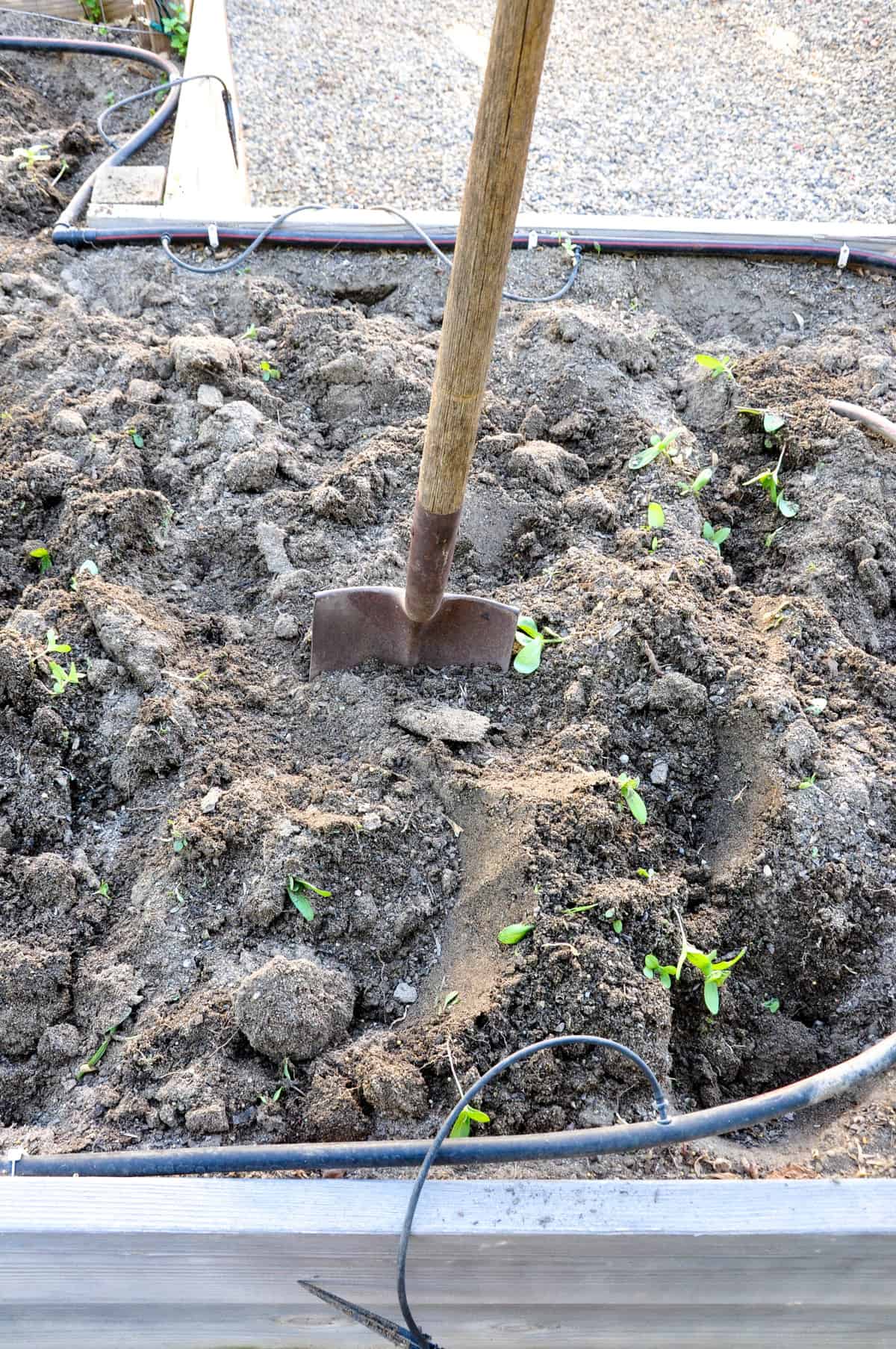 How to replenish your garden soil after the big summer harvest. It's like botox for the dirt!