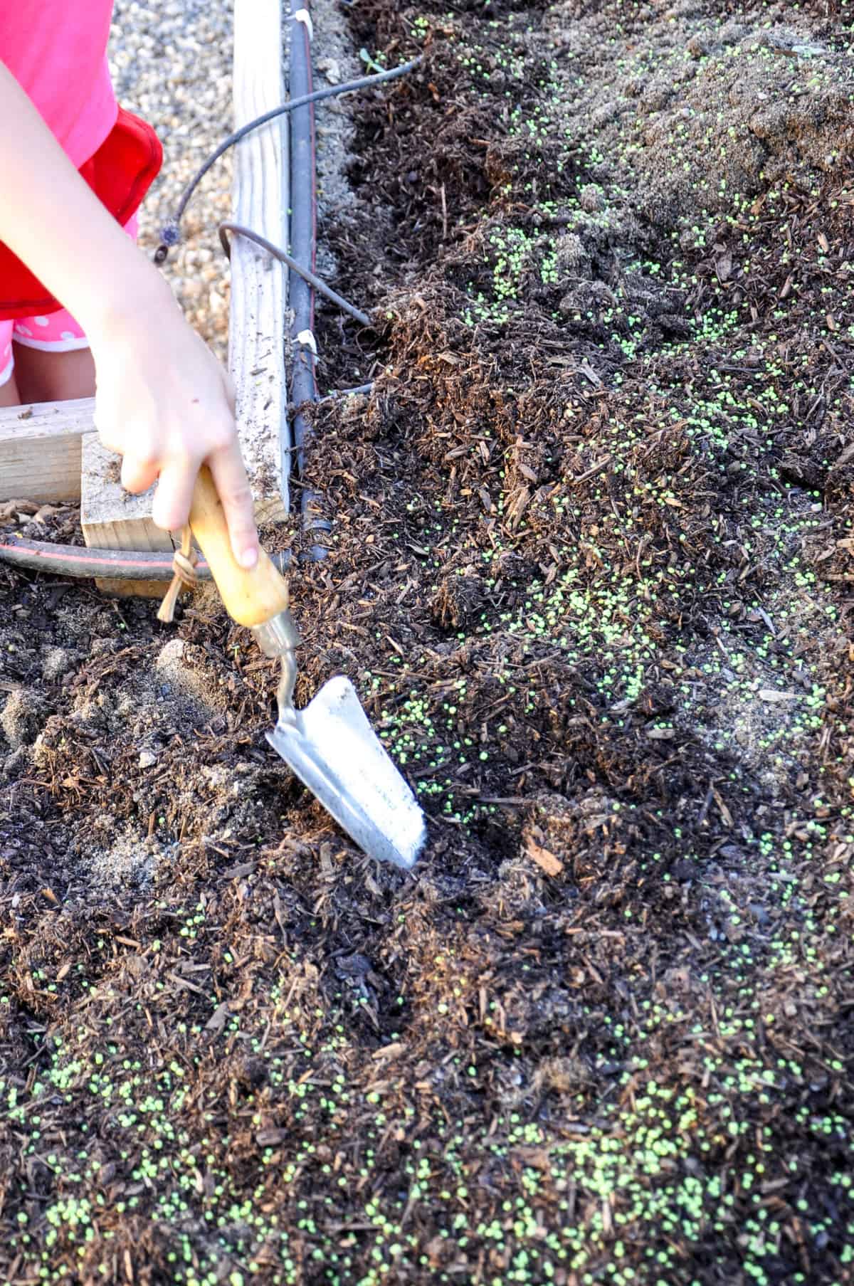 How to replenish your garden soil after the big summer harvest. It's like botox for the dirt!