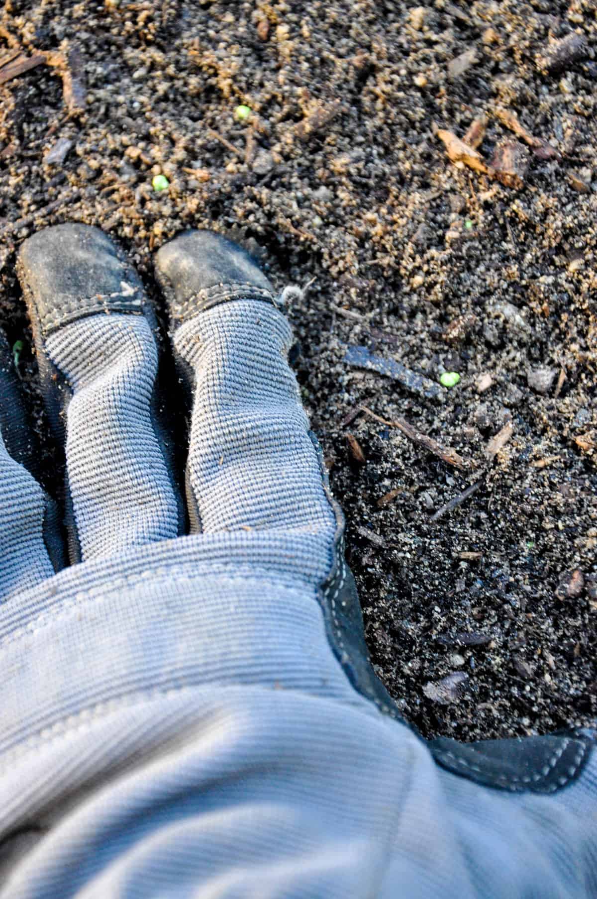 How to replenish your garden soil after the big summer harvest. It's like botox for the dirt!