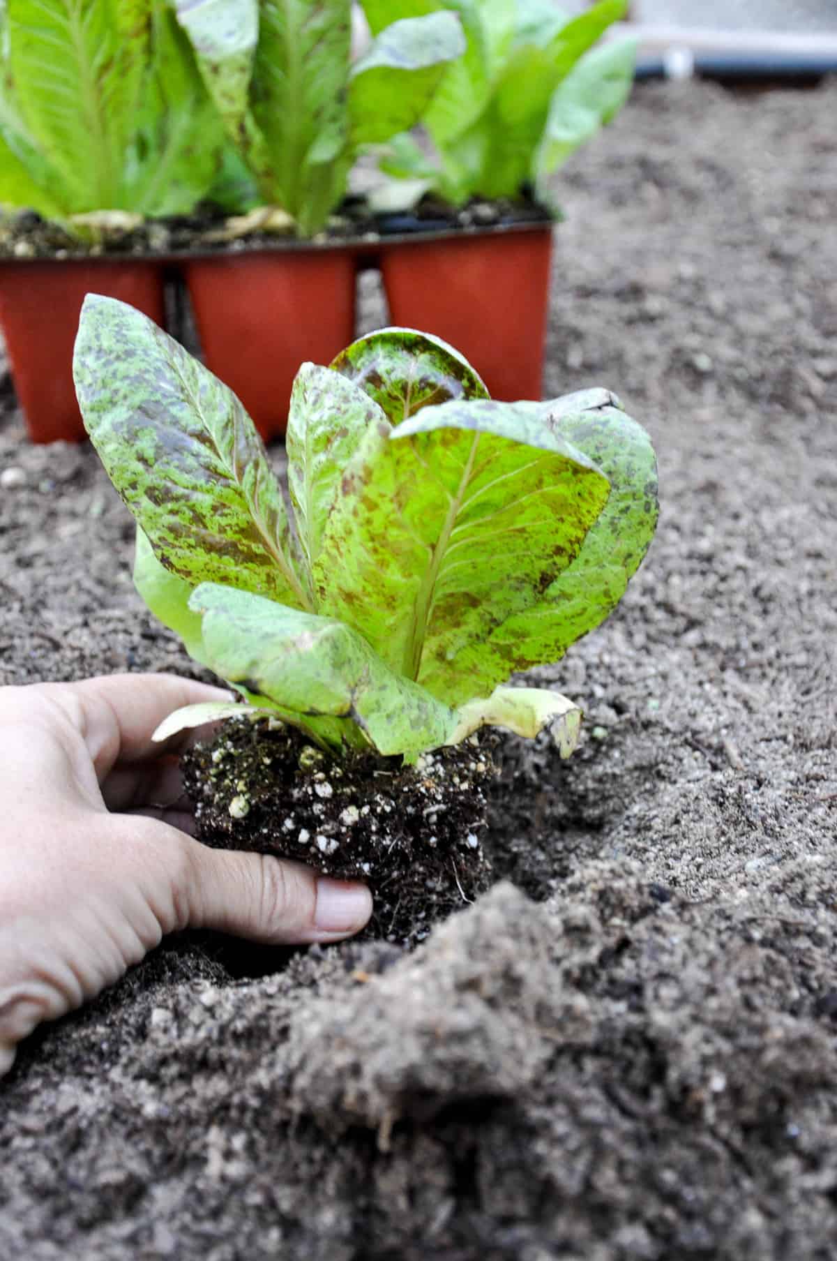 Oyster shells will give your soil a balanced boost, Gardens