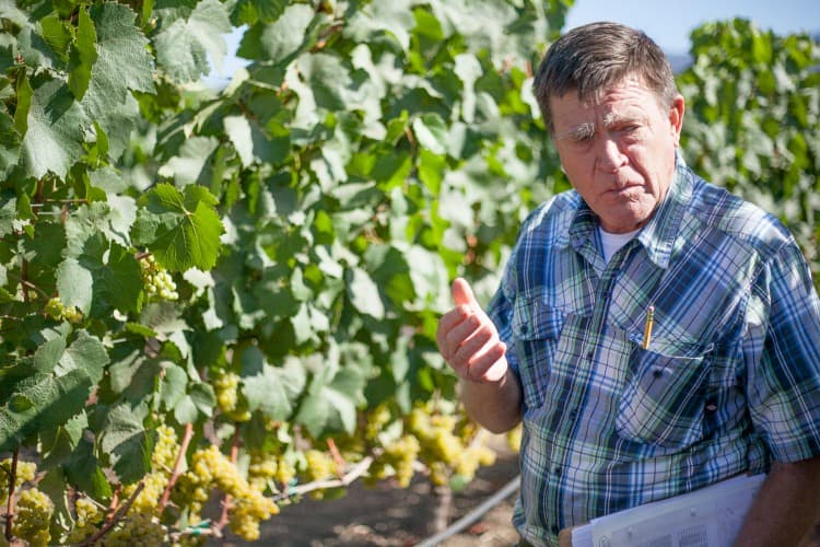 CA GROWN Meet a Farmer: Bill Pease of Materra Cunat Family Vineyards