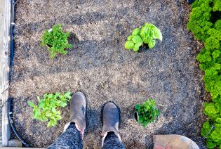 Planting Your California Spring Garden | California Grown