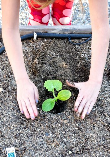 Planting Your California Spring Garden | California Grown