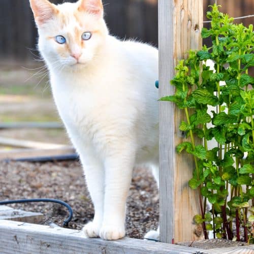 Planting Your California Spring Garden