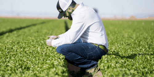Meet a Farmer: Josh Roberts of Taylor Farms