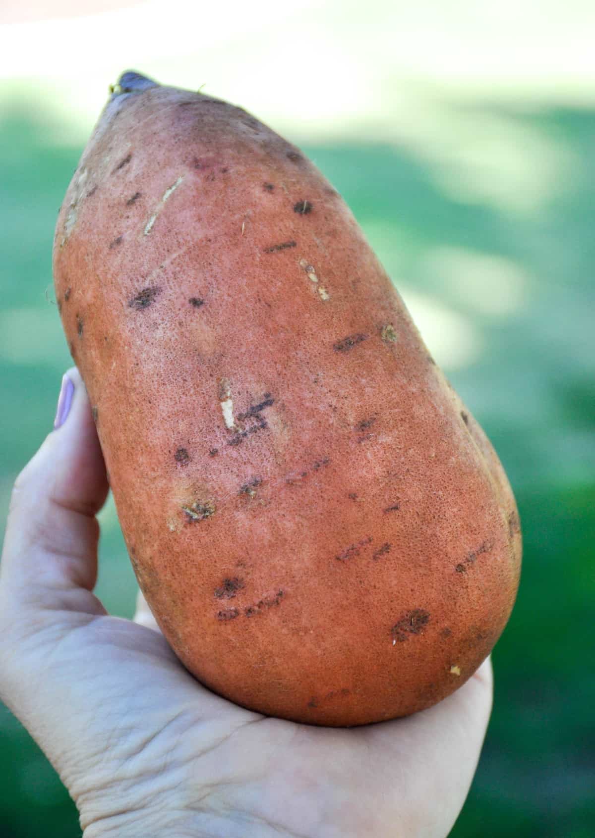 Sweetpotato