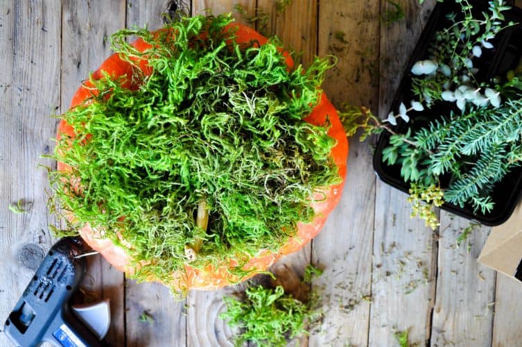 moss glued on top of a pumpkin centerpiece. 