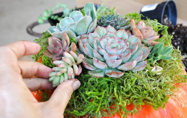 Succulents being placed in the centerpiece. 