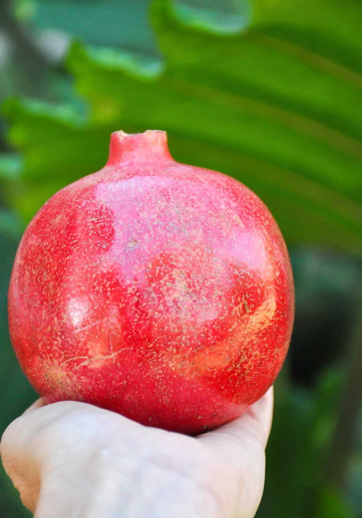 California Pomegranate 