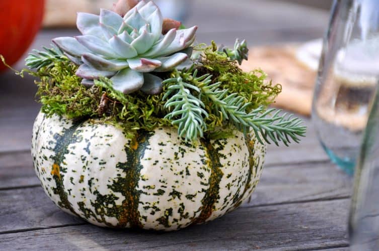 a small gourd with a succulent centerpiece on top. 