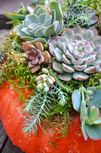 pumpkin succulent arrangement