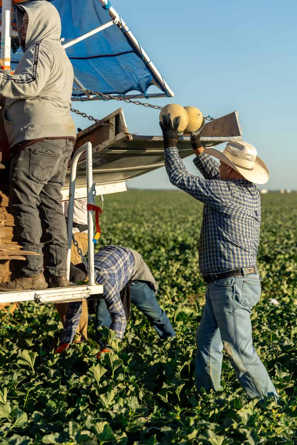 cantaloupe harvest in the Central Valley of california 