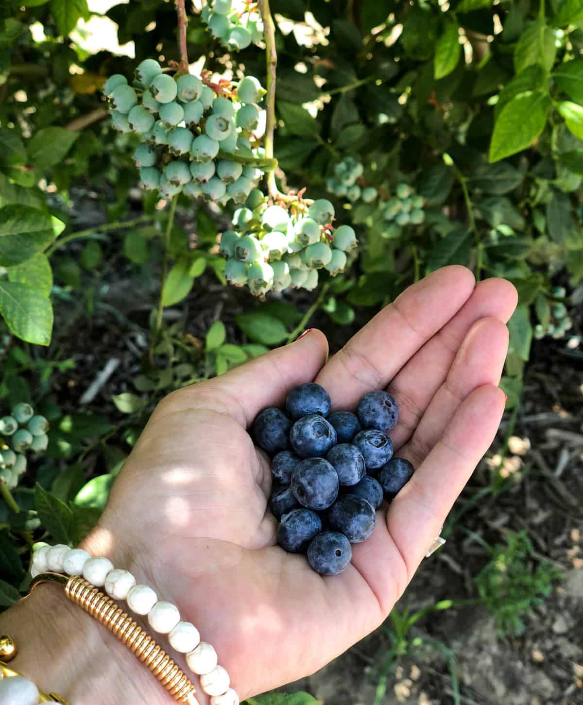 Holding California blueberries 