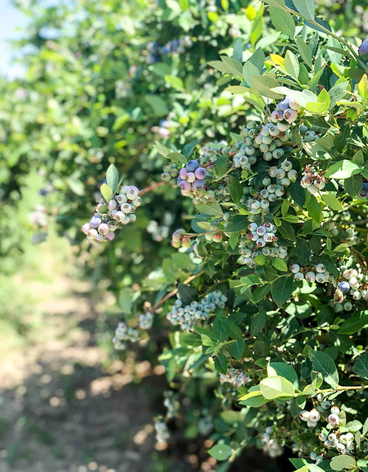 Blueberries on the bush