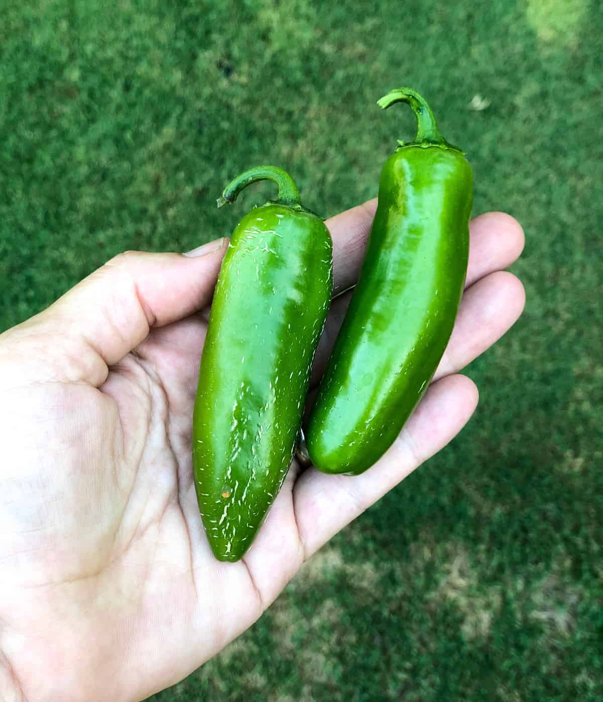 Jalapenos 