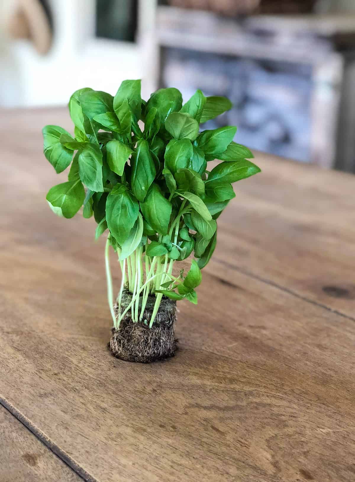 Live California Basil 