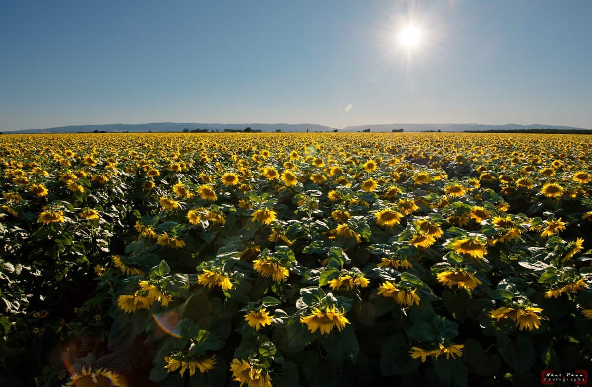 Dreaming In California Sunflowers California Grown