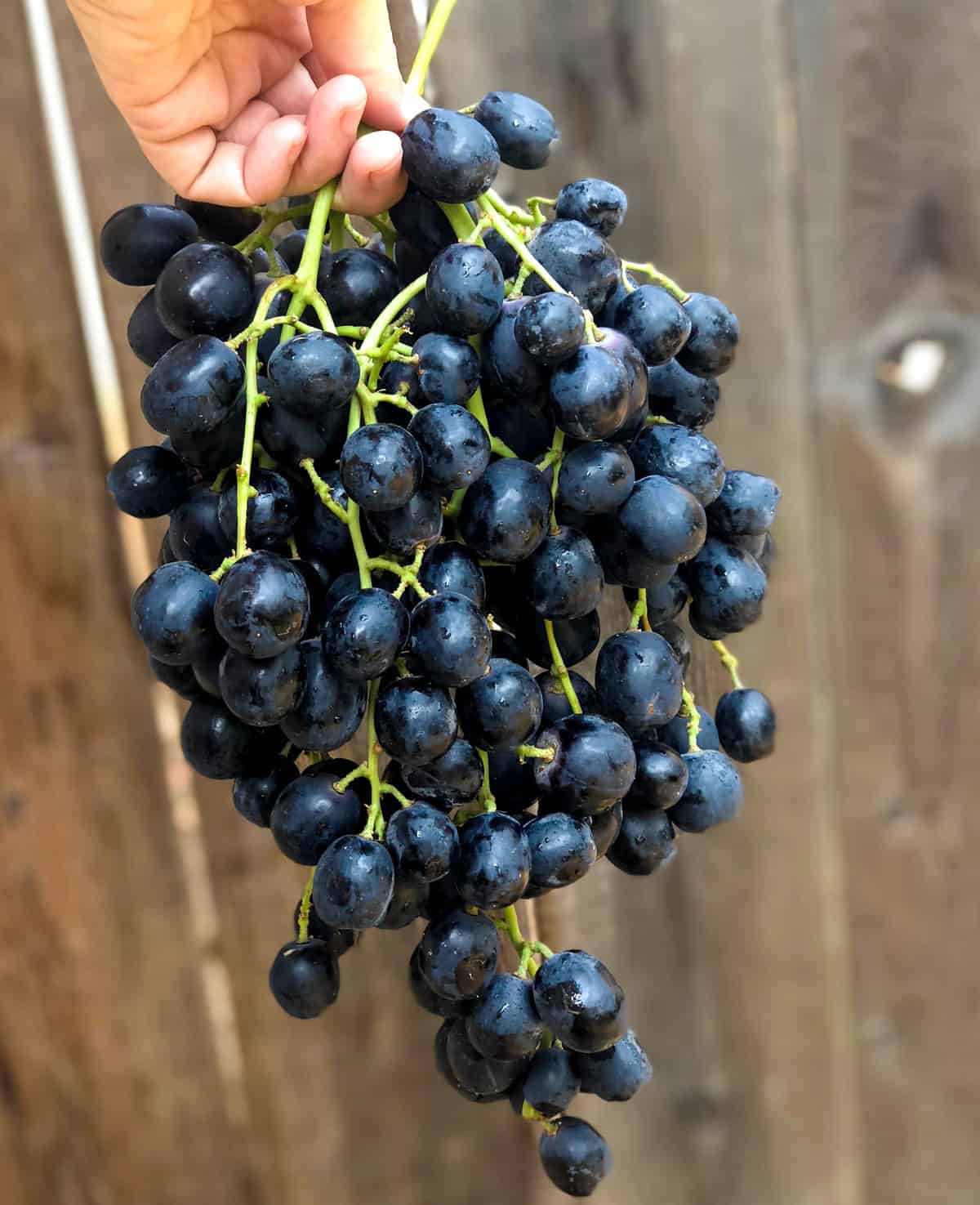 California grapes