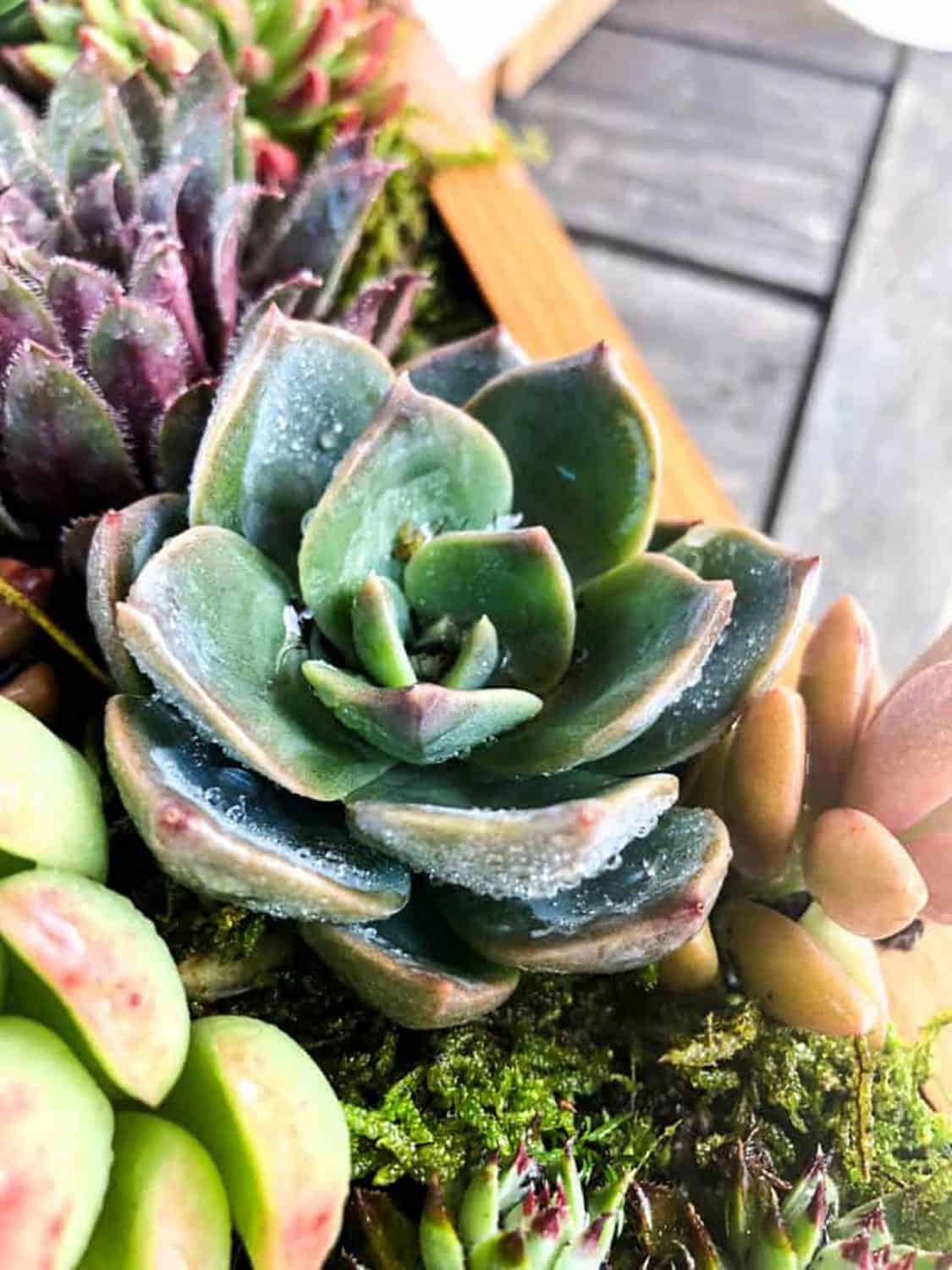 A succulent wall planter close up. 