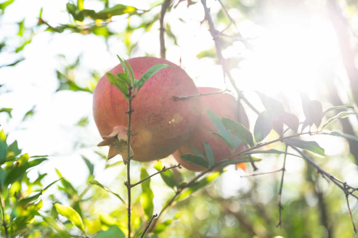 pomegranates on tree | in orchard 