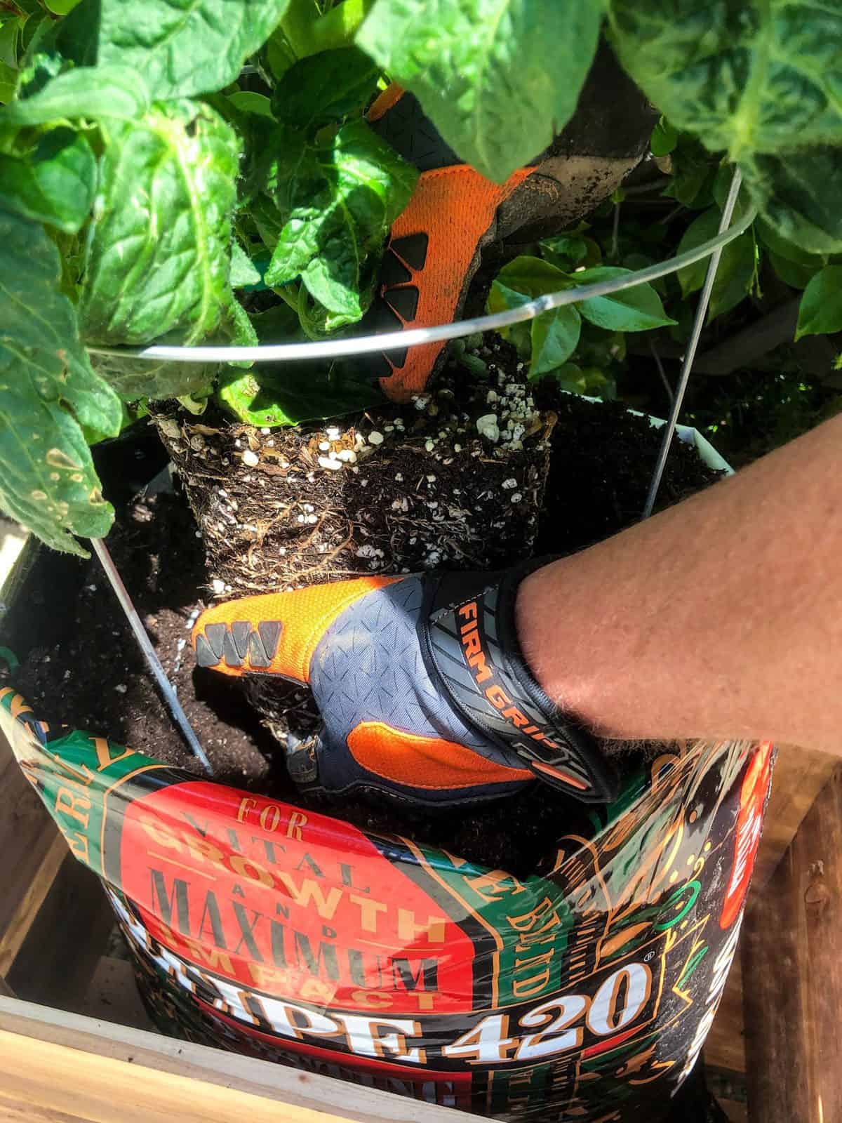 Soil Bag Container Gardening - California Grown