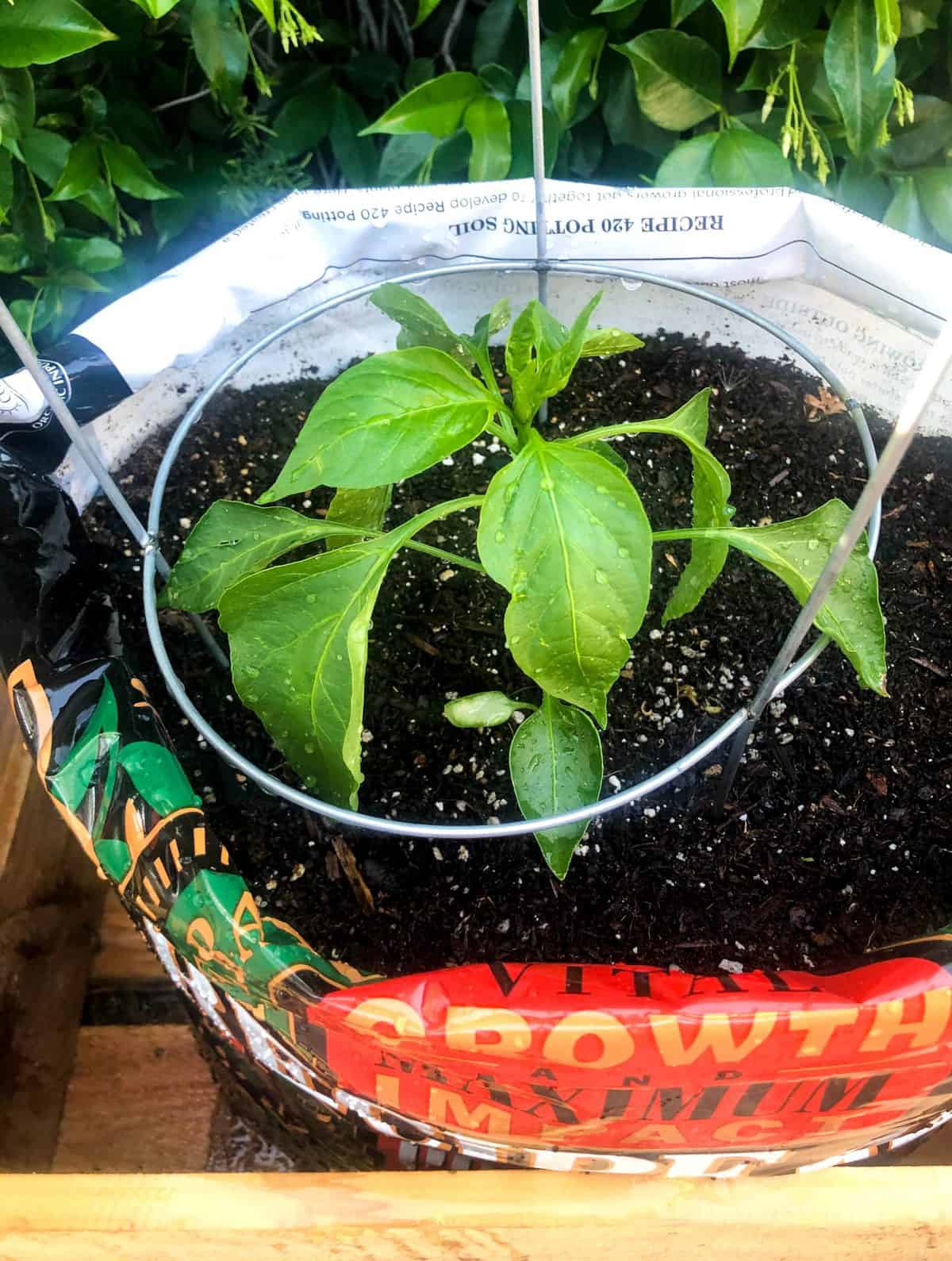 Soil Bag Container Gardening - California Grown