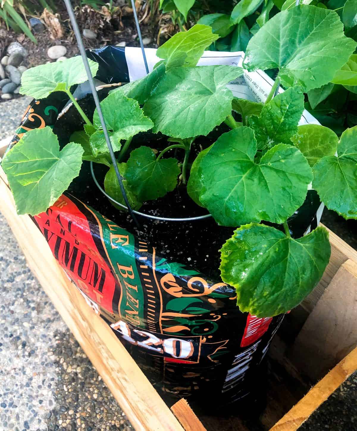 Soil Bag Container Gardening - California Grown