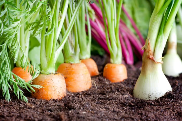 Soil Bag Container Gardening - California Grown