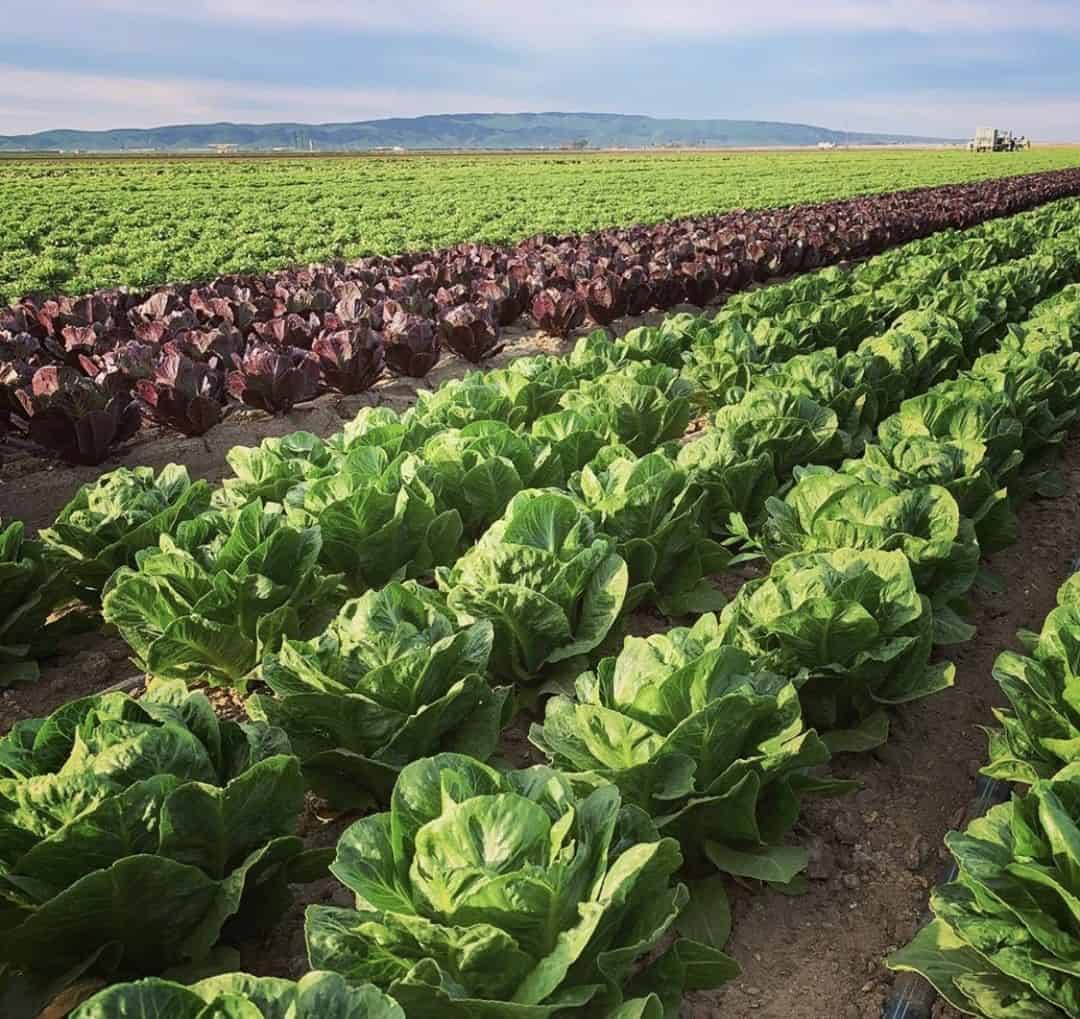 california grown leafy greens