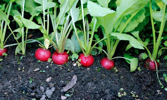 radish growing