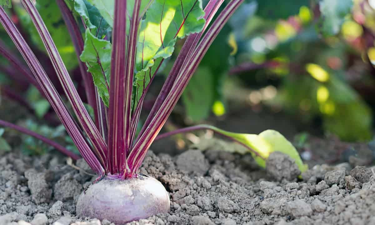 Beet growing