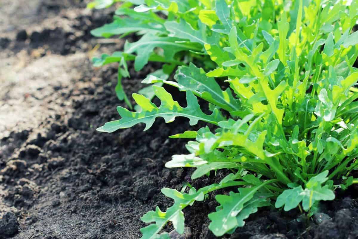 arugula growing