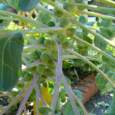 Brussels sprout growing