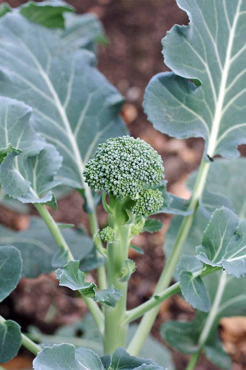 broccoli growing