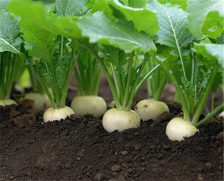 turnips